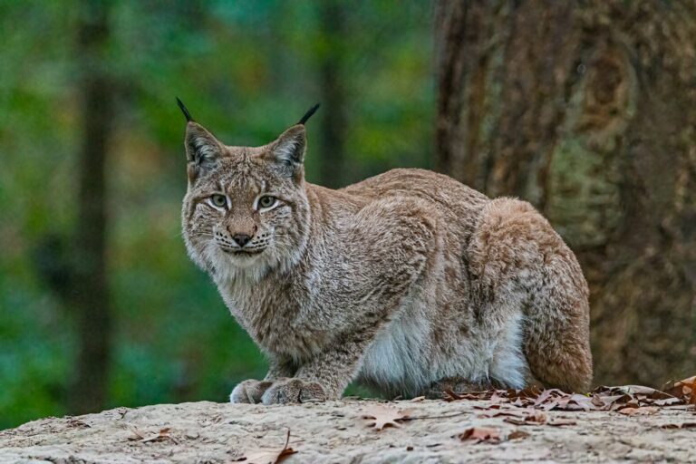 lynx demonstrating adaptive social behavior in captivity