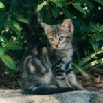 brown tabby cat on ground