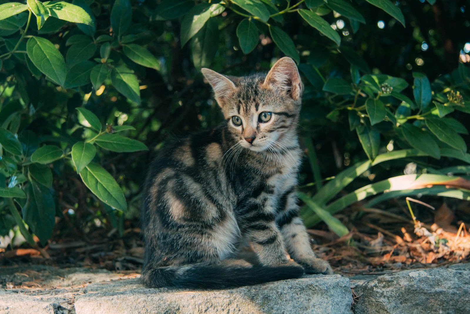 brown tabby cat on ground