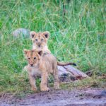 Two lion cubs in grass