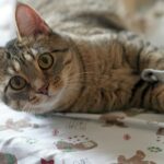 a cat laying on top of a bed next to a pillow