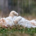 an orange and white cat rolling around in the grass