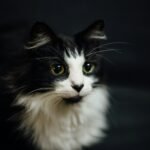shallow focus photography of tuxedo cat