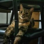 a cat sitting on top of a black chair