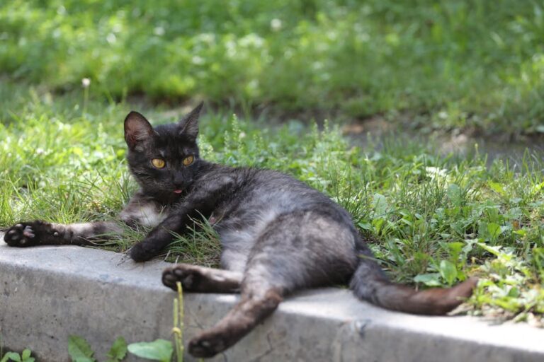 A Stray Cat Lying on Green Grass Near the Concrete Surface