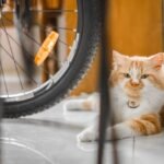 Ginger Cat with Attitude