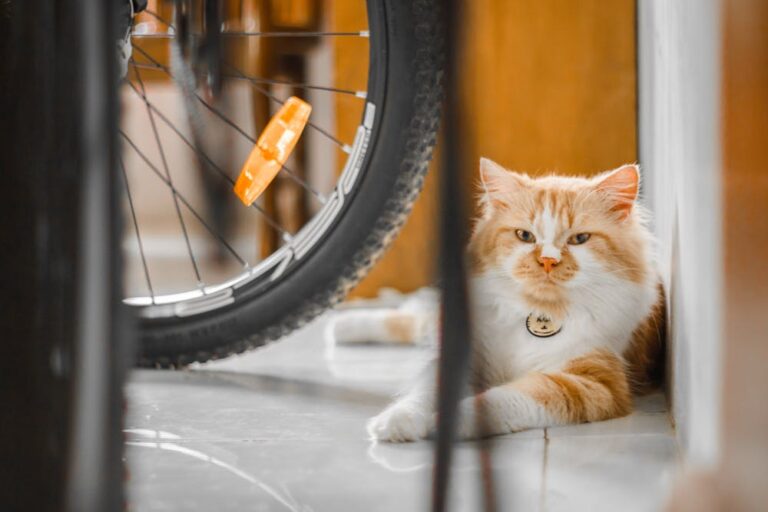 Ginger Cat with Attitude