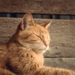 Close Up Photo of a Sleeping Cat