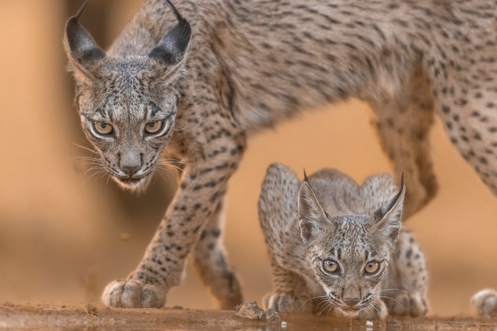 Iberian Lynx and Cub in Spanish Wilderness