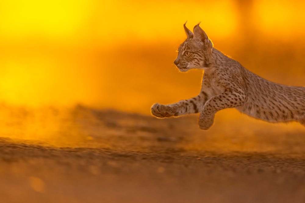 Capturing the Jump of an Iberian Lynx at Sunset