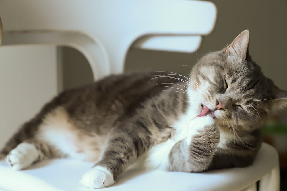 Cat Licking Its Paw