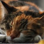 Brown Black and White Cat