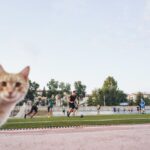 Brown Cat Near People Playing Football