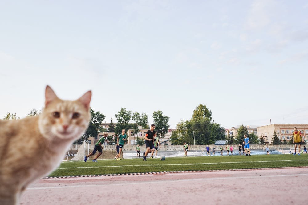 Brown Cat Near People Playing Football