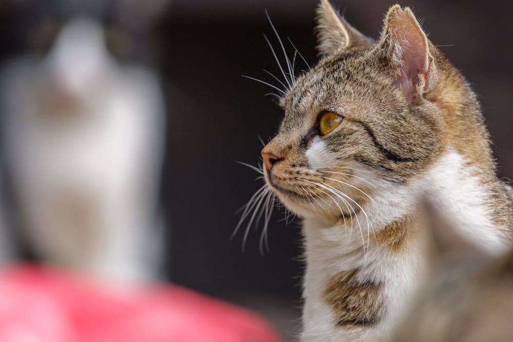 Close-up of a Tabby Cat Looking Alert Outdoors