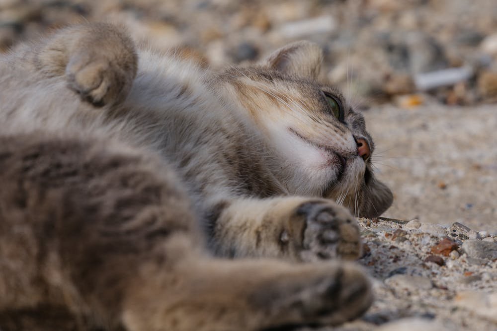 Playful Tabby Cat Relaxing on a Sunny Day