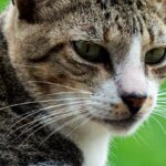 Close up of Cat Head