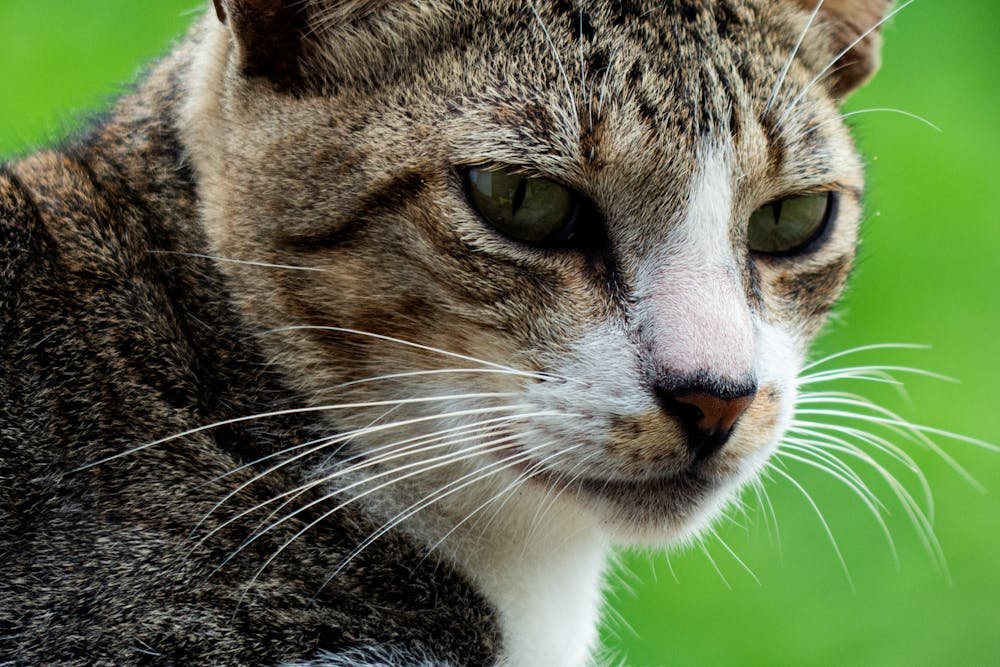 Close up of Cat Head