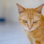 Close-up Portrait of a Ginger Cat with Green Eyes