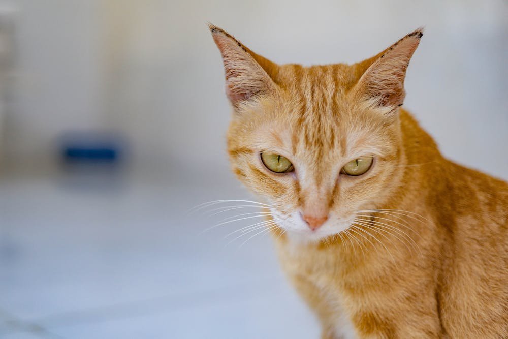Close-up Portrait of a Ginger Cat with Green Eyes