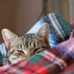 Cozy Tabby Cat Snuggled in Warm Blanket