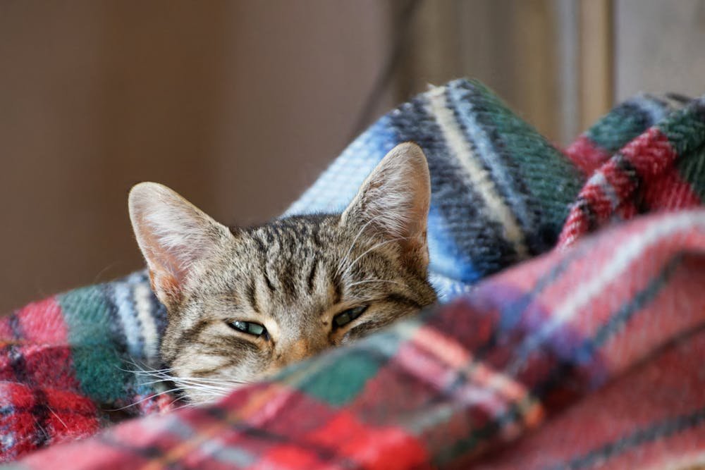Cozy Tabby Cat Snuggled in Warm Blanket