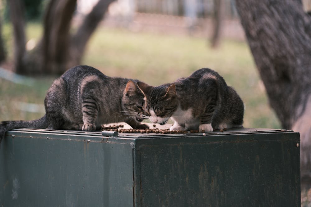 Two cats are playing with each other on a box