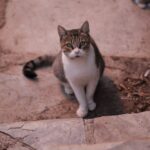 Adorable Street Cat Sitting on Stone Pavement
