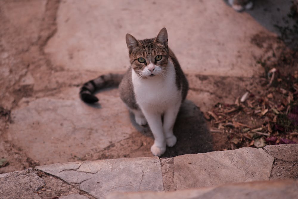 Adorable Street Cat Sitting on Stone Pavement