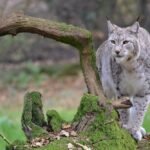 Lynx Standing Beside a Mossy Tree Brach