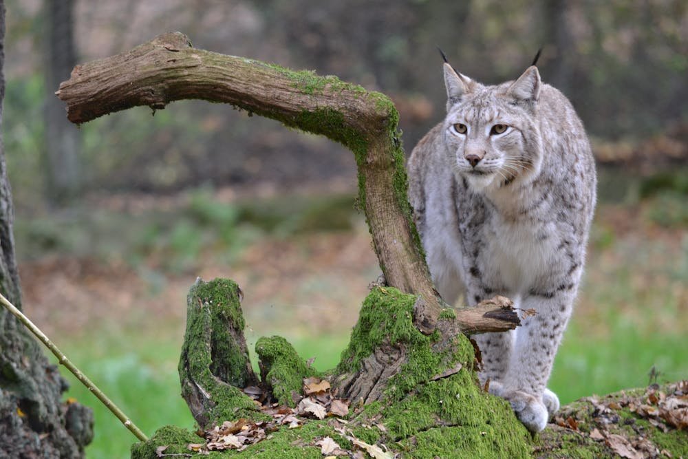 Lynx Standing Beside a Mossy Tree Brach