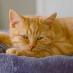 Close-Up Shot of a Tabby Cat
