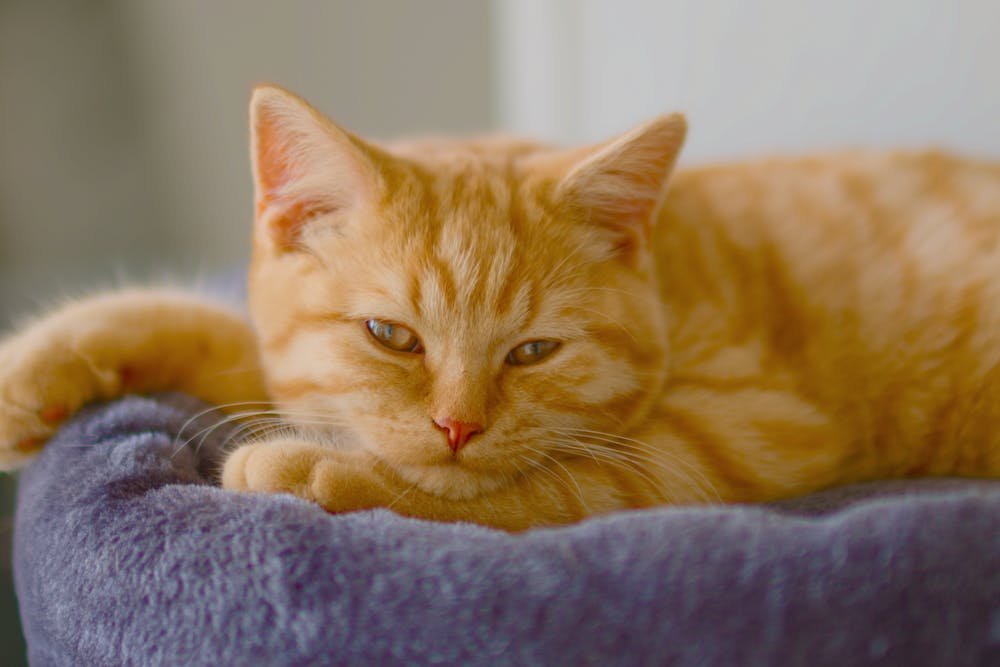 Close-Up Shot of a Tabby Cat
