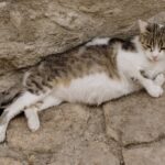 A cat laying on a stone wall