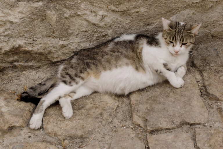 A cat laying on a stone wall