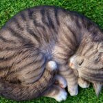 Cat Lying on Green Grass