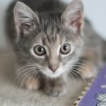 A Close-Up Shot of a Tabby Cat