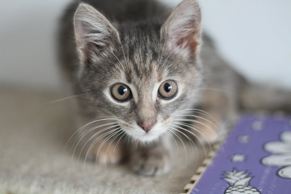 A Close-Up Shot of a Tabby Cat