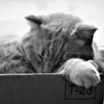 Black and White Photo of a Cat