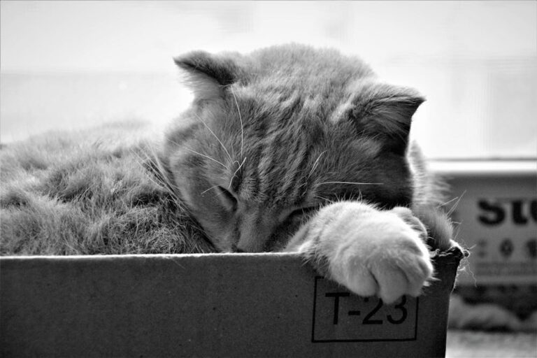 Black and White Photo of a Cat