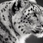 Black and White Snow Leopard Portrait