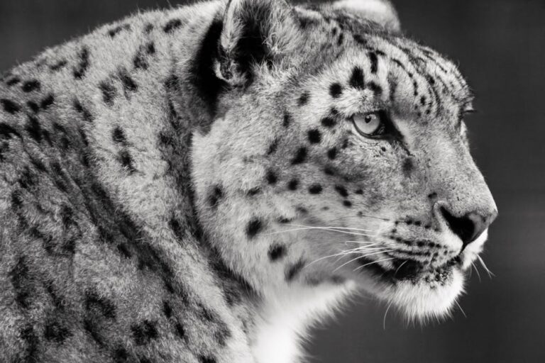 Black and White Snow Leopard Portrait