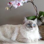 Gray and White Maine Coon Cat Beside Brown Wicker Basket