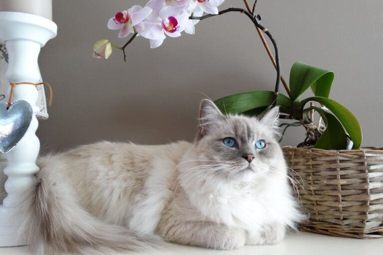 Gray and White Maine Coon Cat Beside Brown Wicker Basket