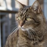 Close-Up of a Domestic Tabby Cat Outdoors