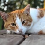 Close Up Photo of Cat