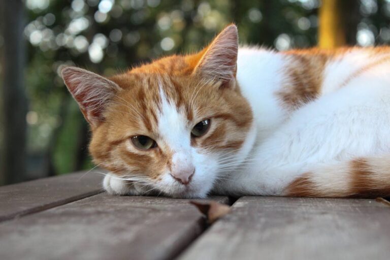 Close Up Photo of Cat