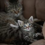 Cats Lying in Pet Bed
