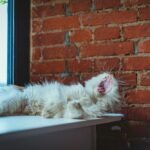 Close Up Photo of Yawning Cat