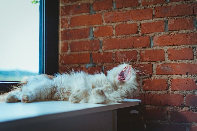 Close Up Photo of Yawning Cat